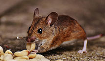 Find Exterminators in Huron County